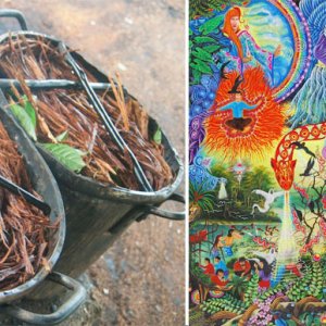 Ayahuasca preparation